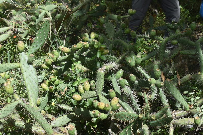Opuntia mantaroensis photo 5