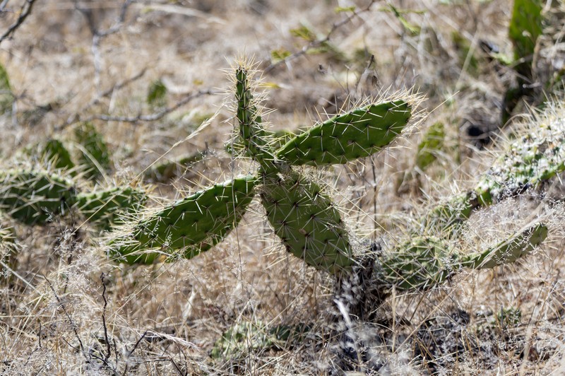 Opuntia mantaroensis photo 6