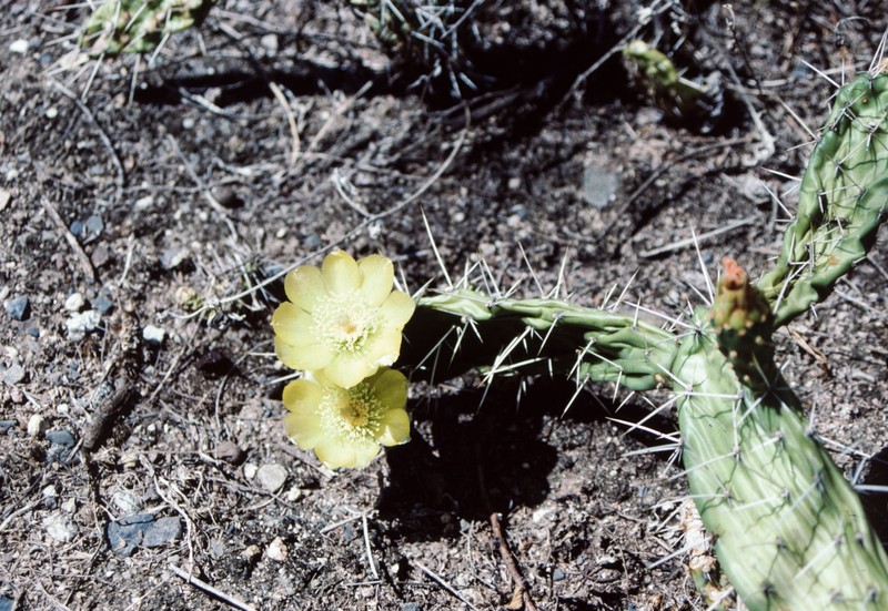 Opuntia mantaroensis photo 7