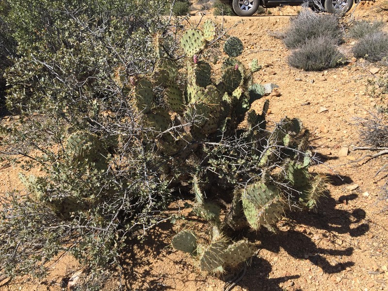 Seashore Cactus