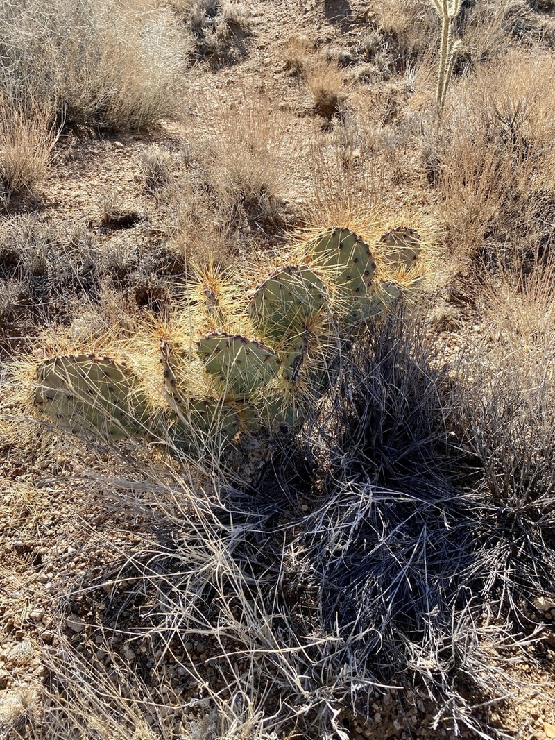 Seashore Cactus photo 2