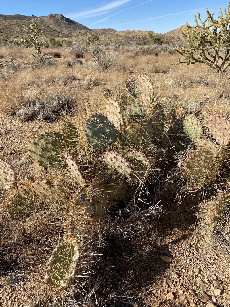 Seashore Cactus photo 3
