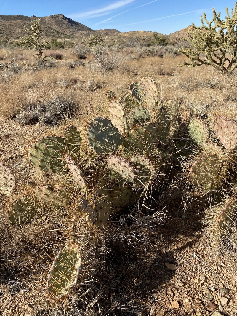 Seashore Cactus photo 5