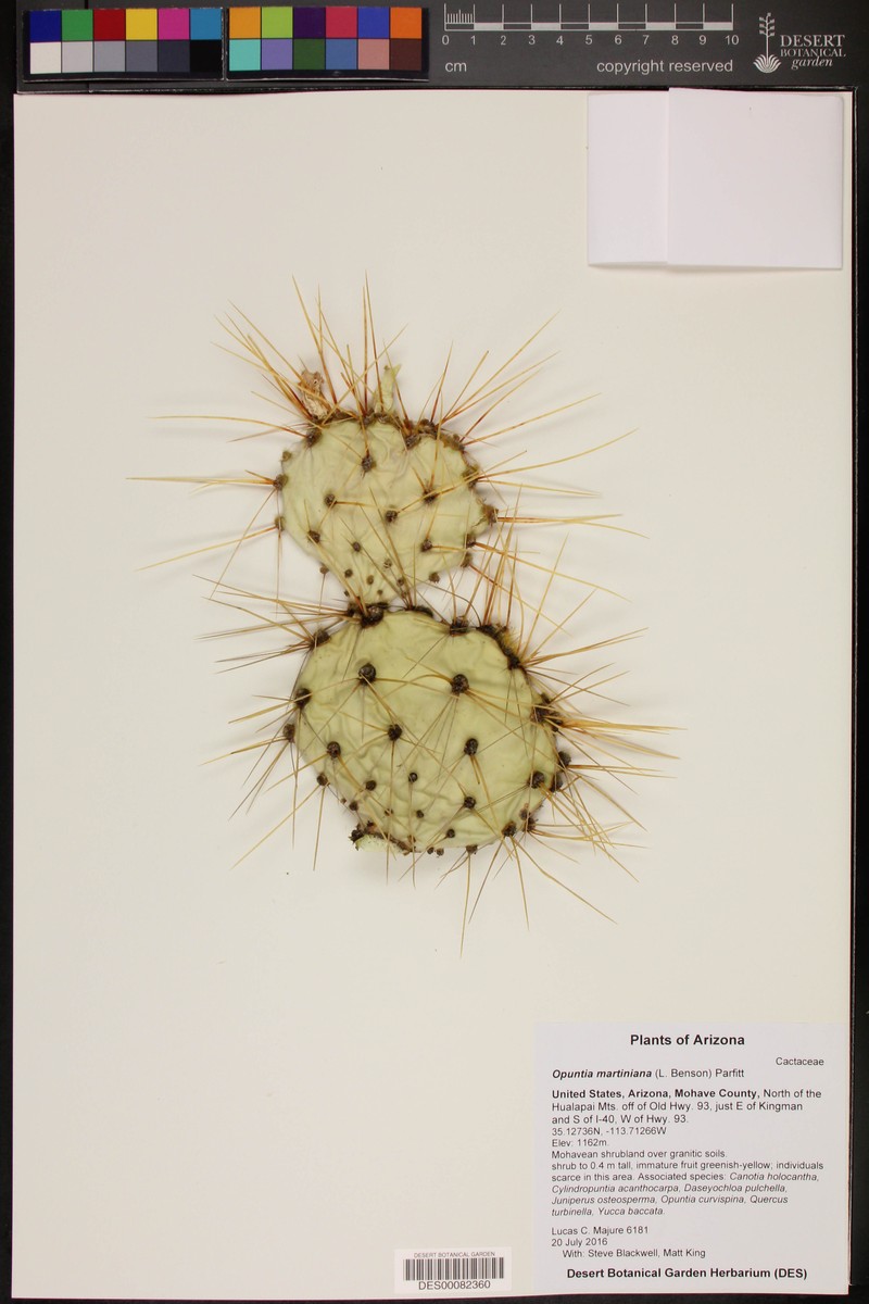 Seashore Cactus photo 7