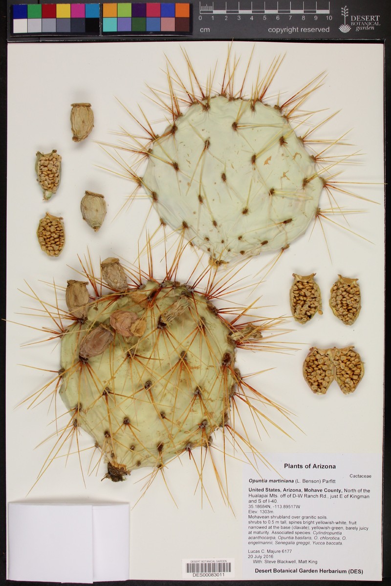 Seashore Cactus photo 8