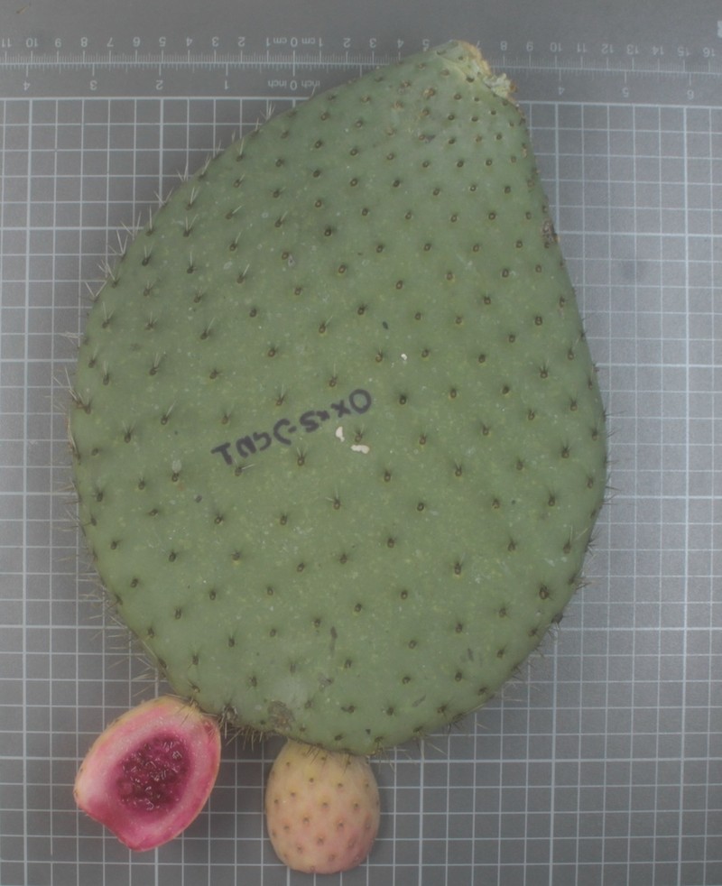 Opuntia matudae