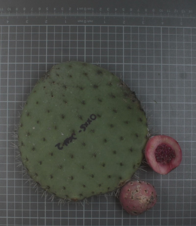 Opuntia matudae photo 2