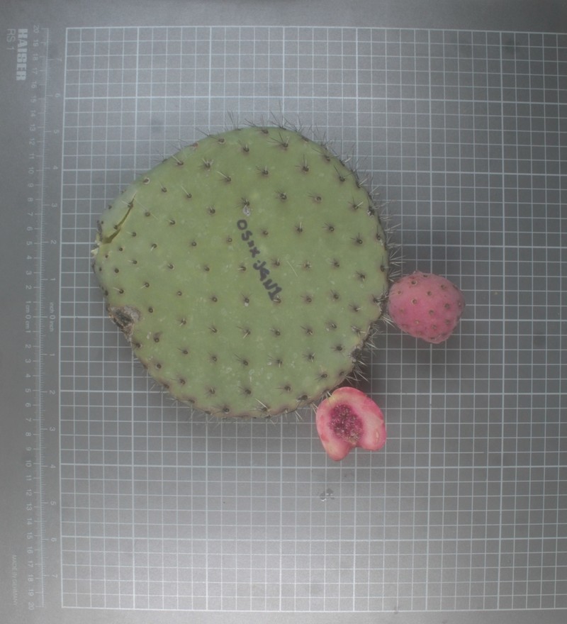 Opuntia matudae photo 3