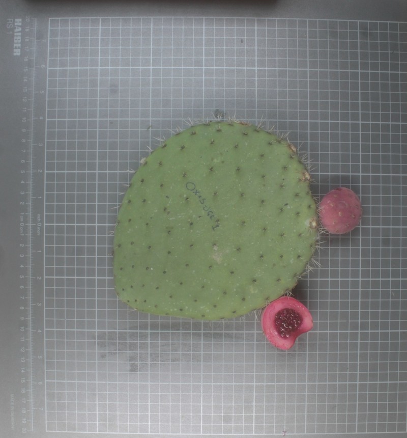 Opuntia matudae photo 4
