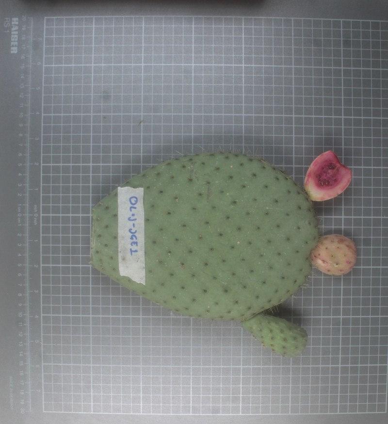 Opuntia matudae photo 5