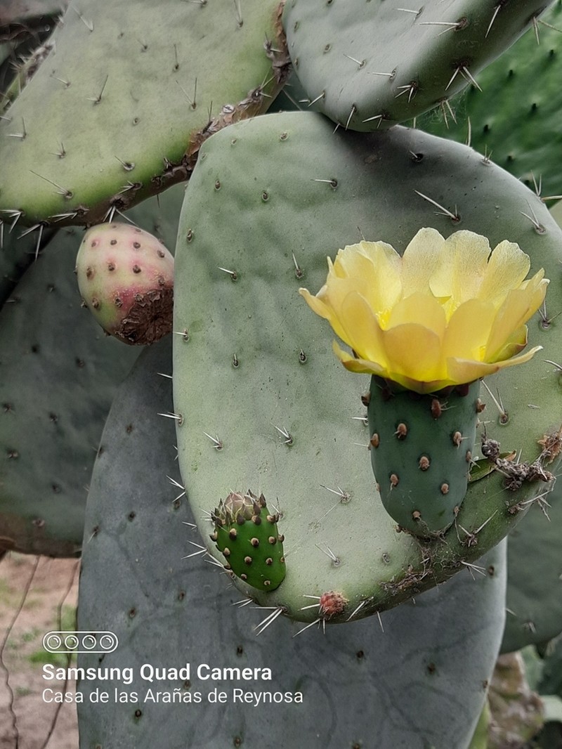 Opuntia matudae photo 6