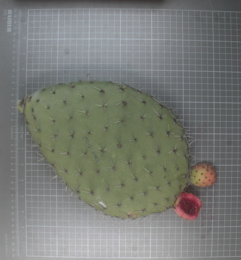Opuntia matudae photo 7
