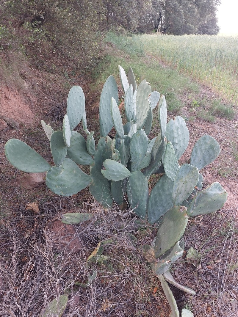 Opuntia maxima photo 2