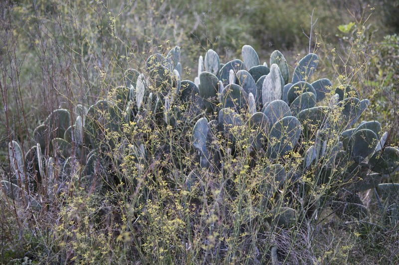 Opuntia maxima photo 3