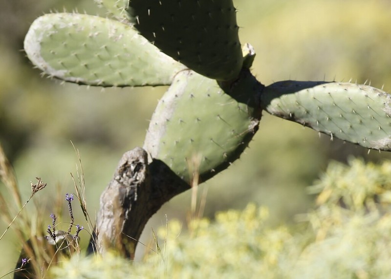 Opuntia maxima photo 4