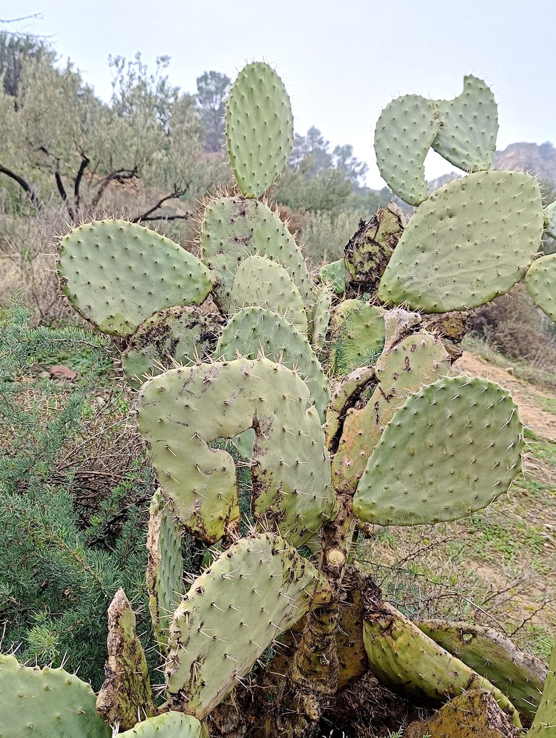 Opuntia maxima photo 5