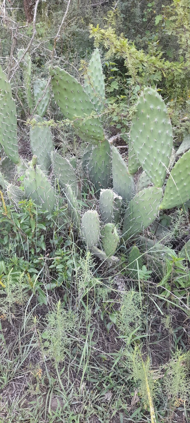 Opuntia maxima photo 6