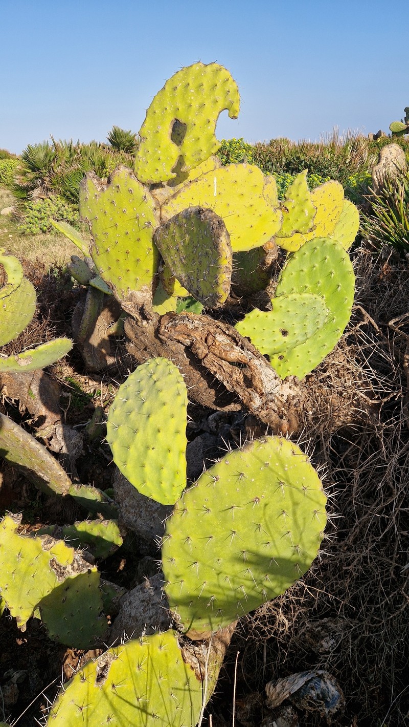 Opuntia maxima photo 7