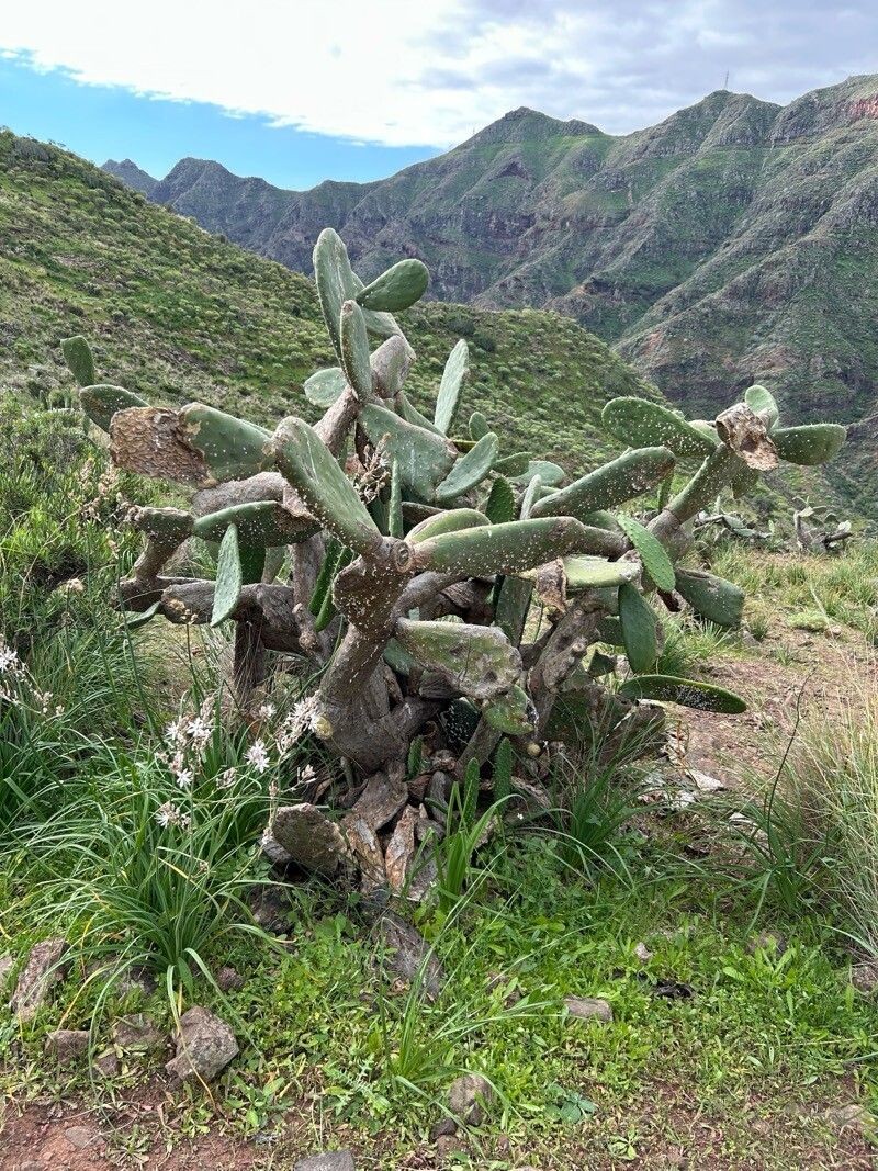 Opuntia maxima photo 8