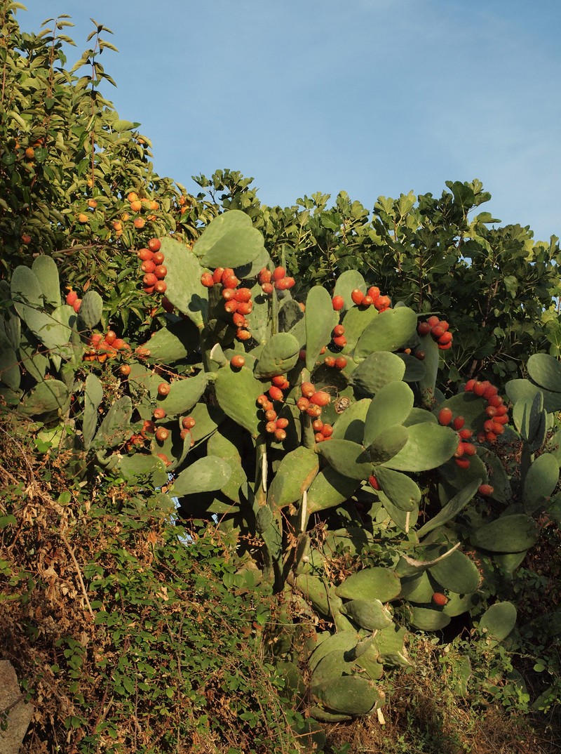 Opuntia maxima