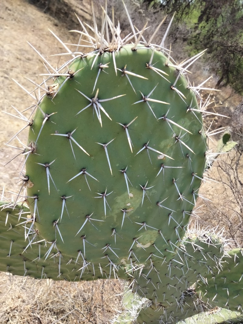 Opuntia megacantha
