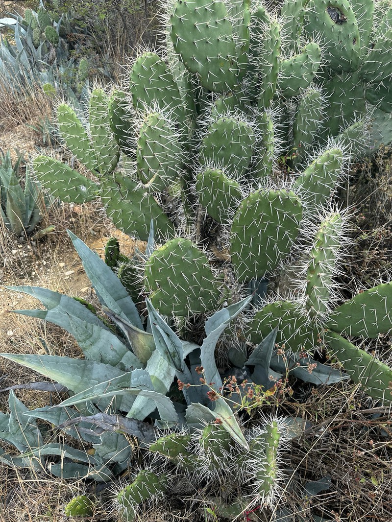 Opuntia megacantha photo 2