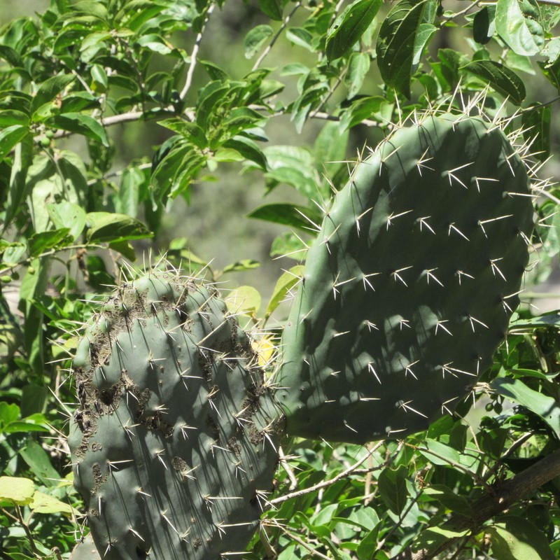Opuntia megacantha photo 3