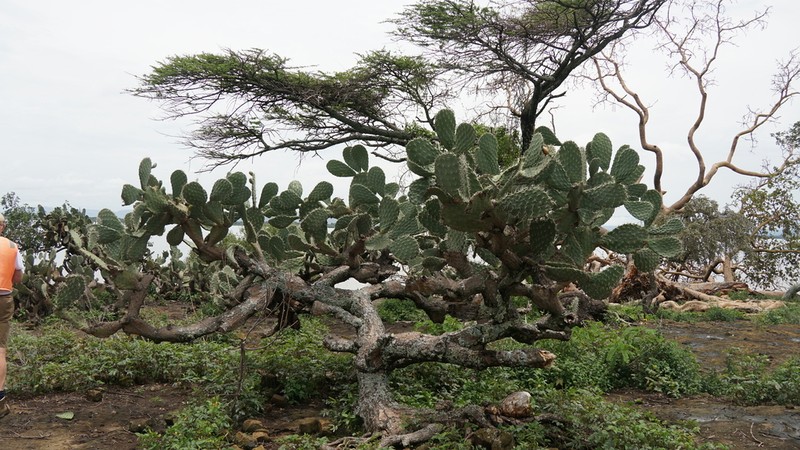 Opuntia megacantha photo 4