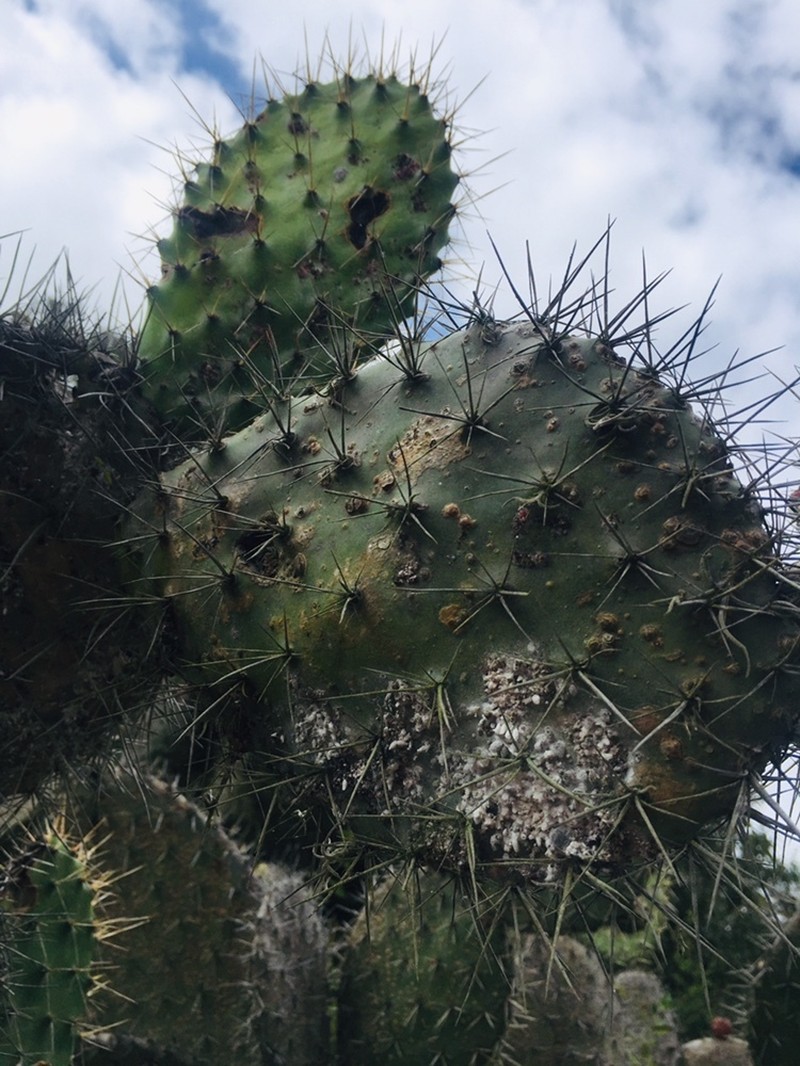 Opuntia megacantha photo 5