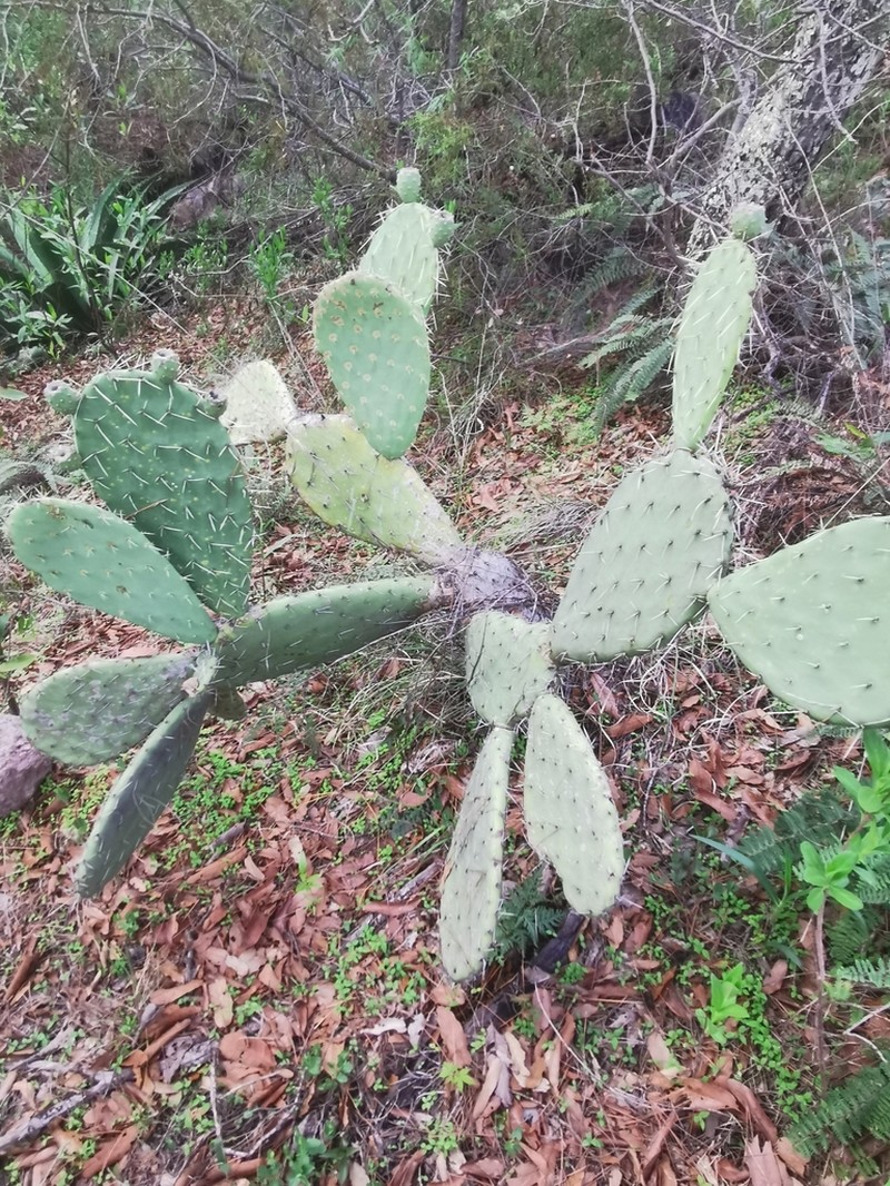 Opuntia megacantha photo 6