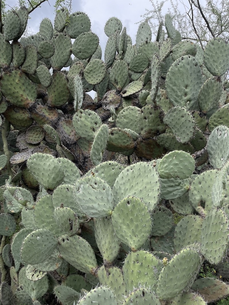 Opuntia megacantha photo 7