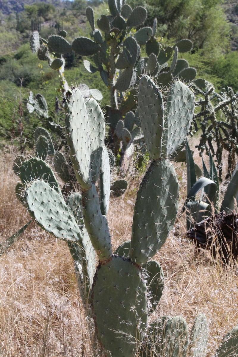 Opuntia megacantha photo 8