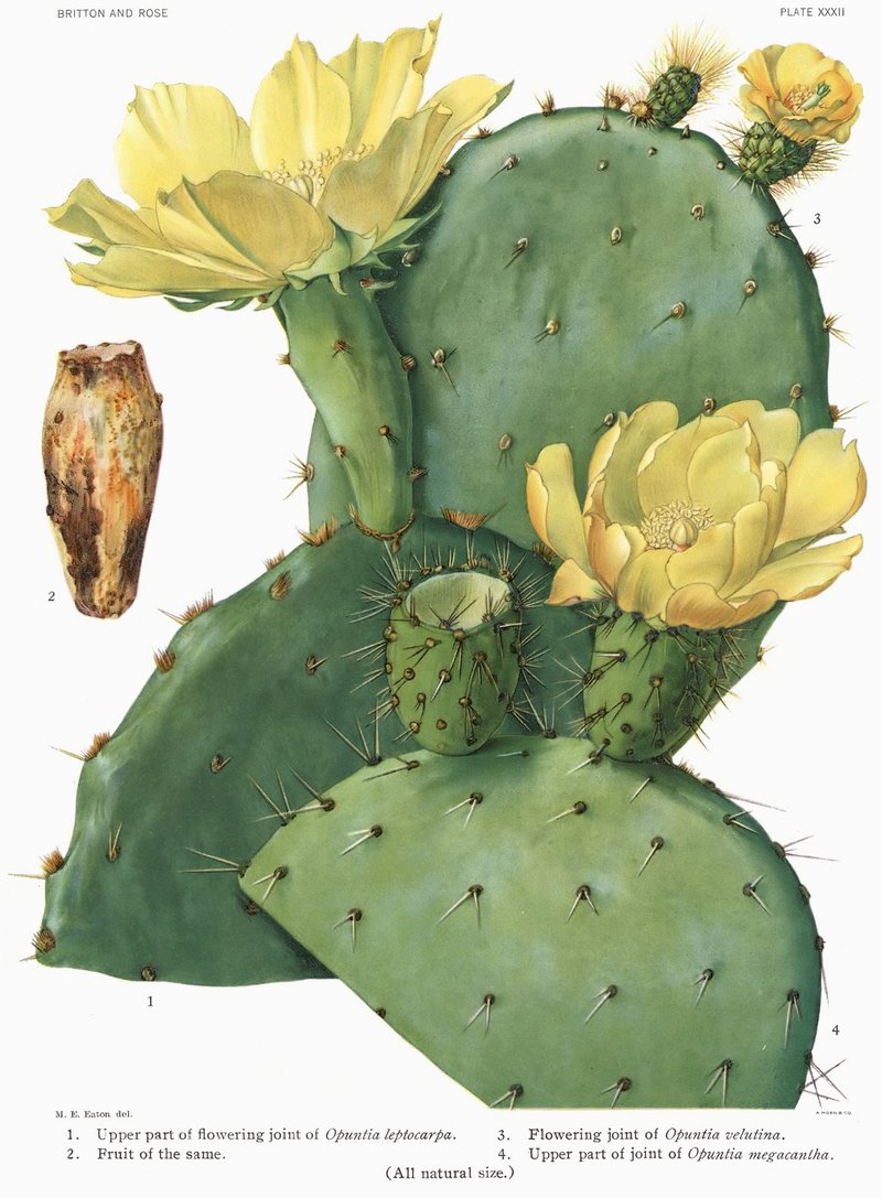 Opuntia megacantha