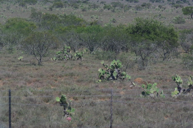 Opuntia megapotamica
