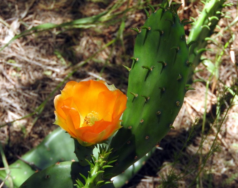 Opuntia megapotamica photo 2