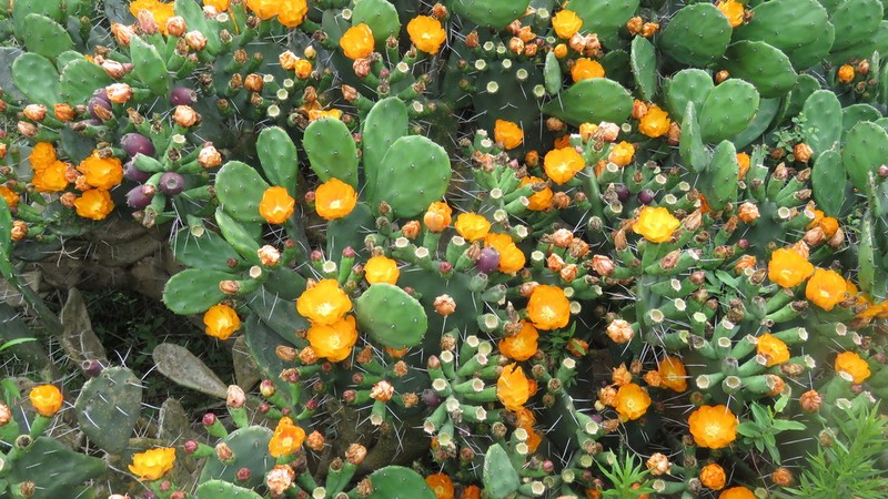 Opuntia megapotamica photo 3