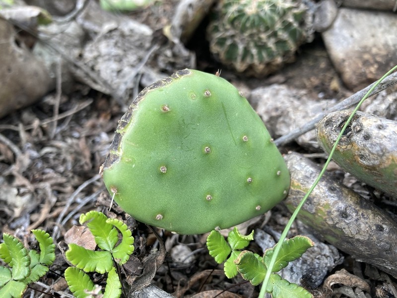Opuntia megapotamica photo 4