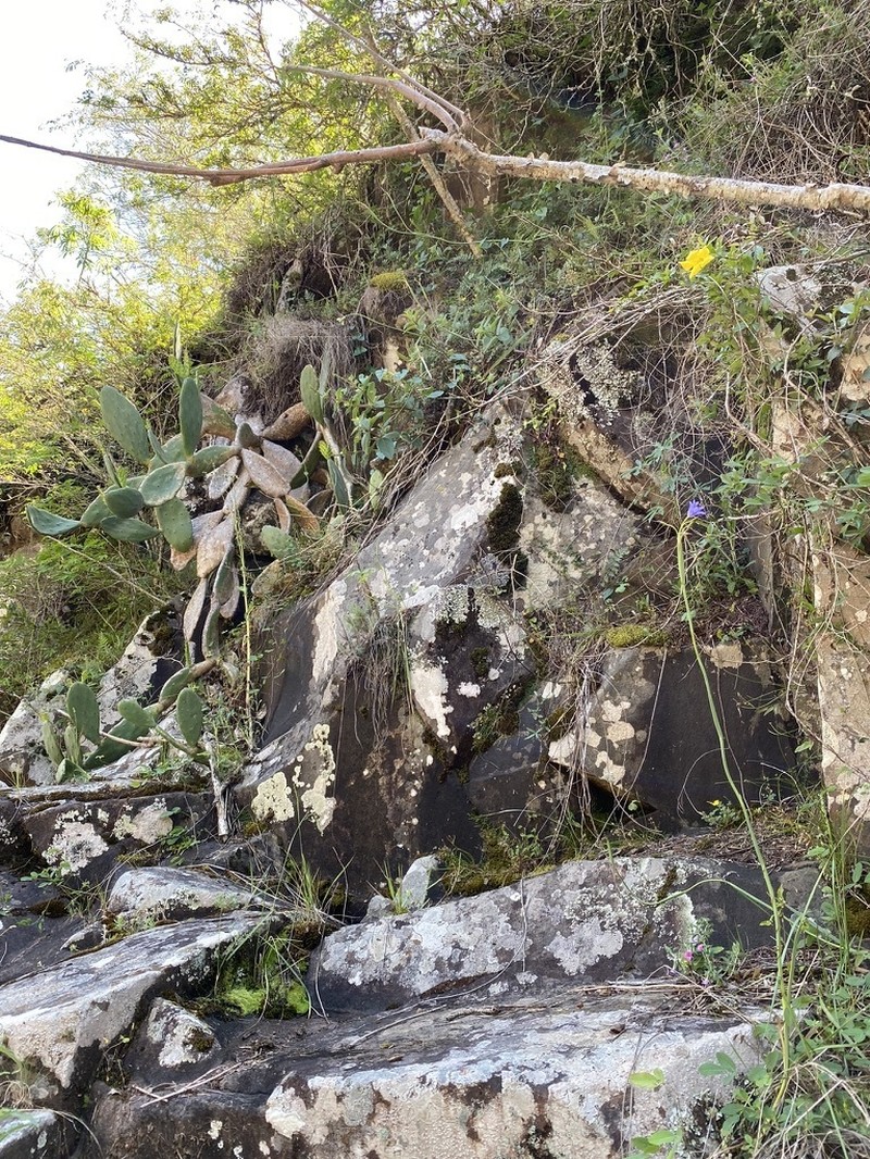Opuntia megapotamica photo 5