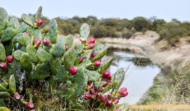 Opuntia megapotamica photo 6