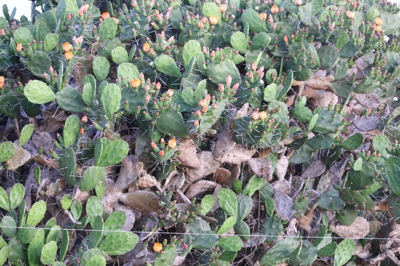 Opuntia megapotamica photo 7