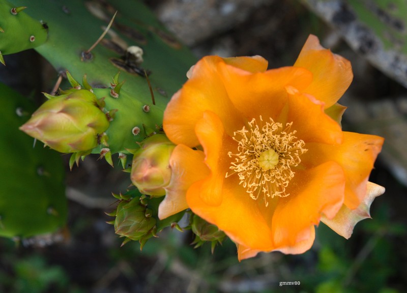 Opuntia megapotamica photo 8