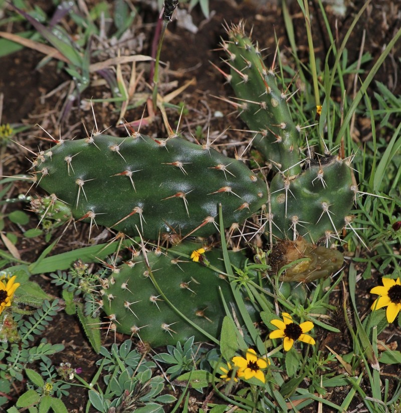 Opuntia megarrhiza photo 2