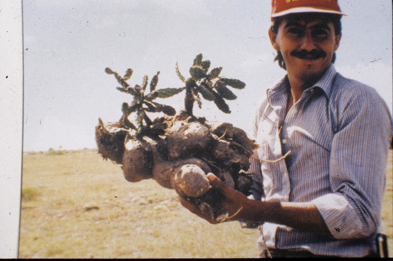 Opuntia megarrhiza photo 3
