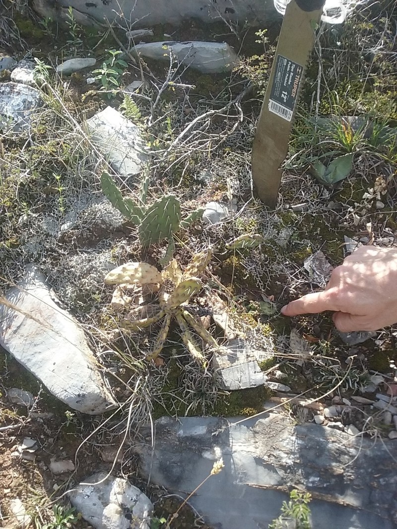 Opuntia megarrhiza photo 5