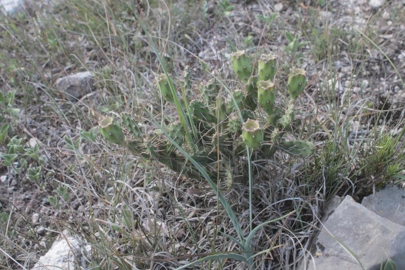 Opuntia megarrhiza photo 6