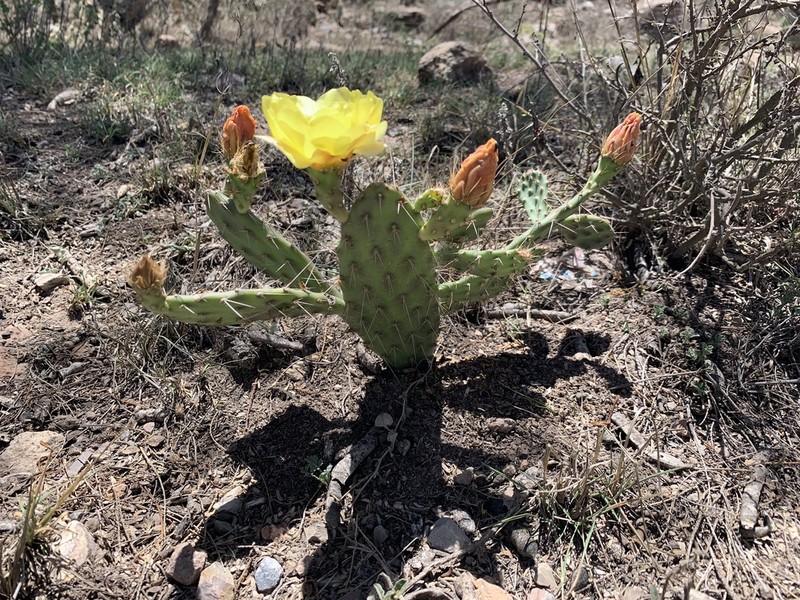 Opuntia megarrhiza photo 7