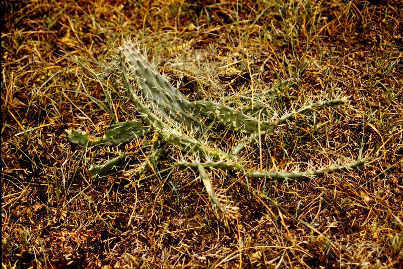 Opuntia megarrhiza photo 8
