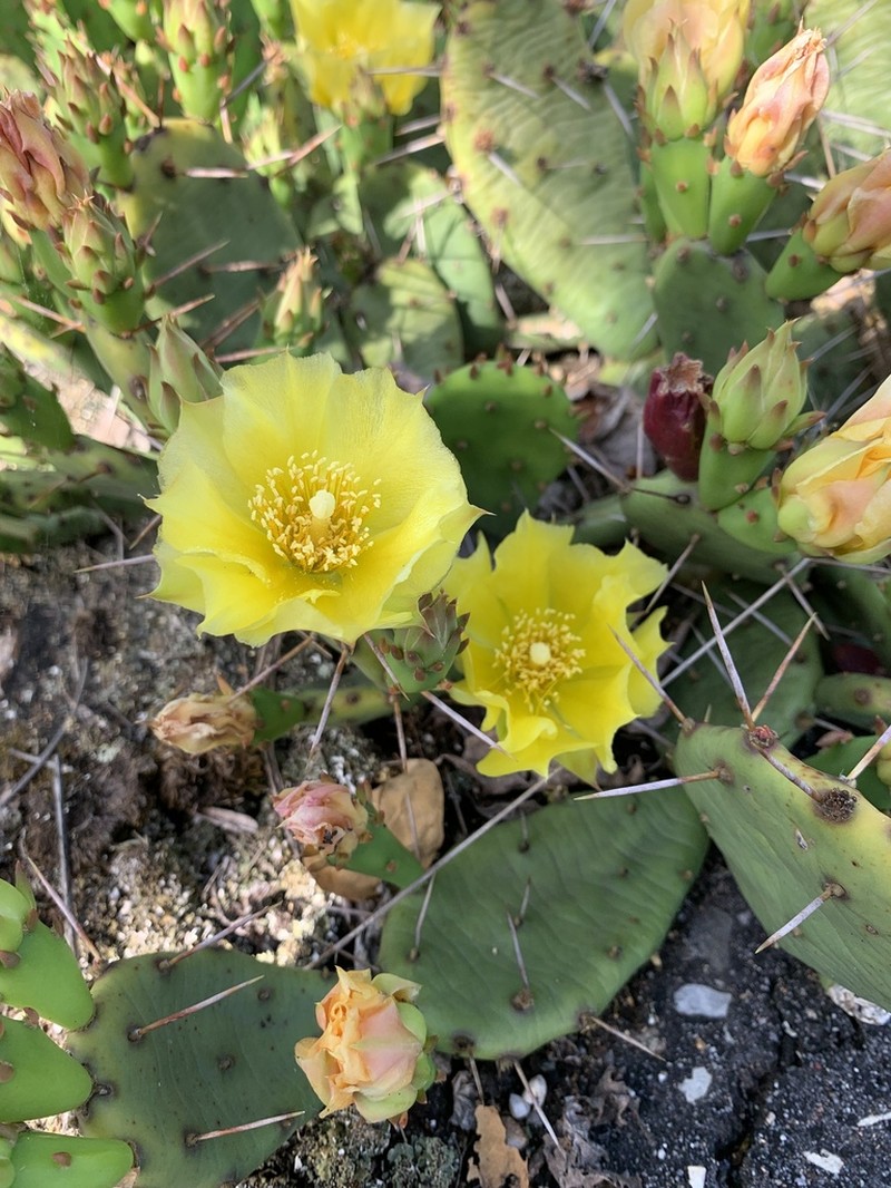 Opuntia mesacantha