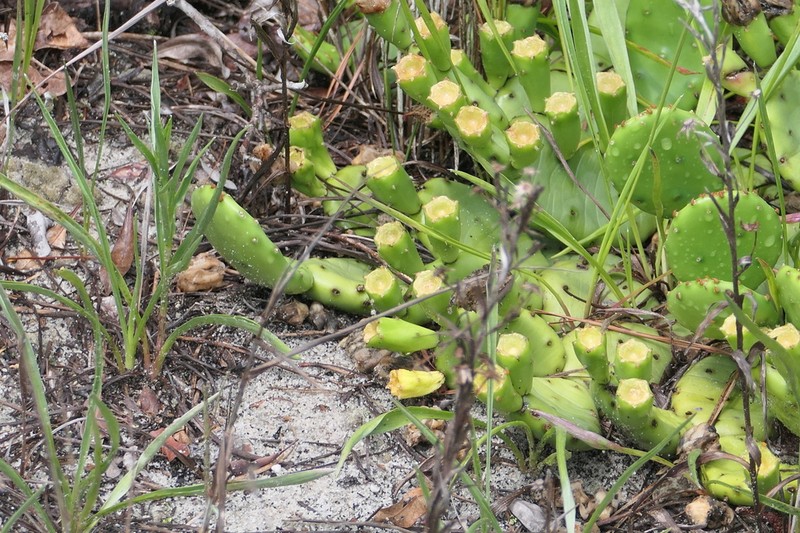 Opuntia mesacantha photo 2
