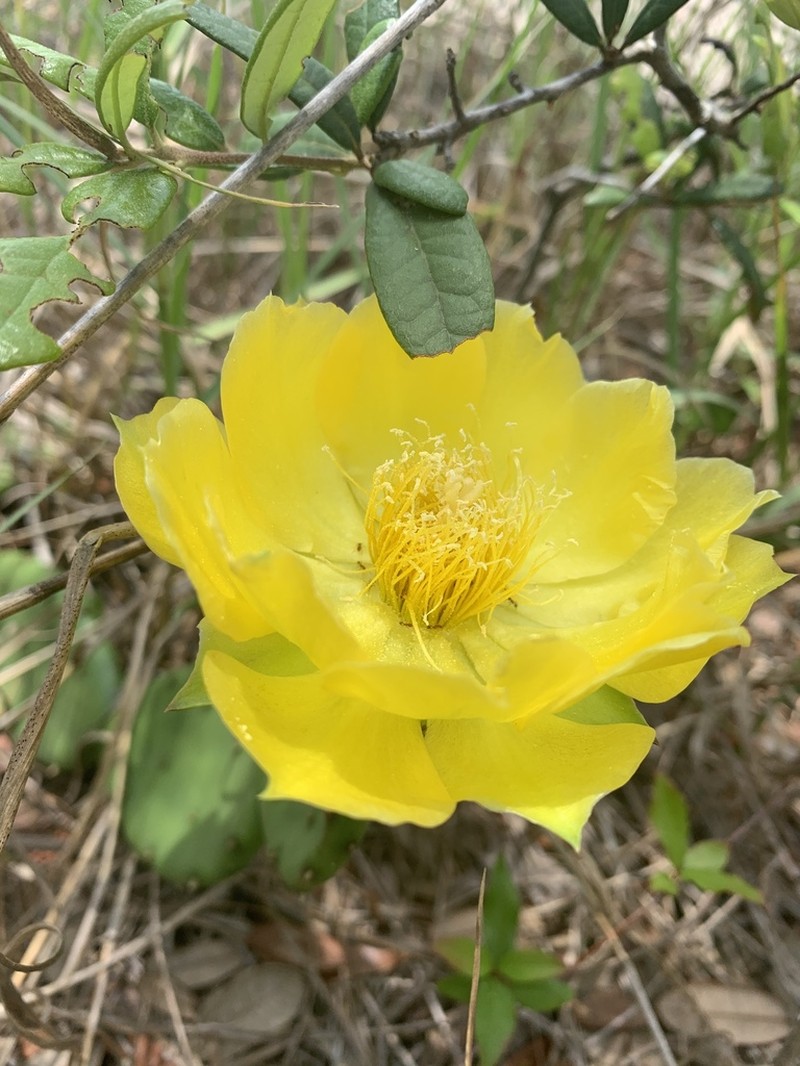 Opuntia mesacantha photo 3
